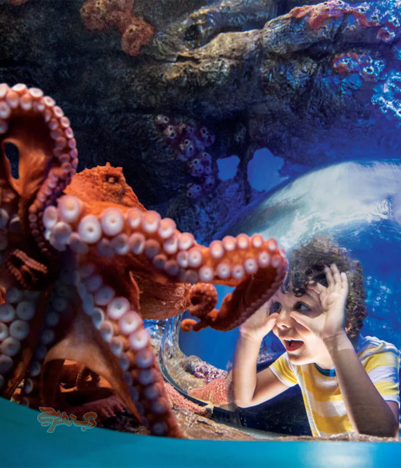 قیمت بلیط مجموعه سی ورلد