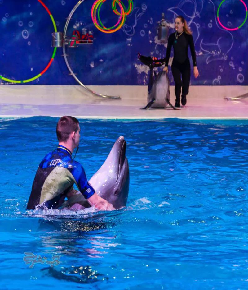 نمایش دلفین در دلفیناریوم دبی