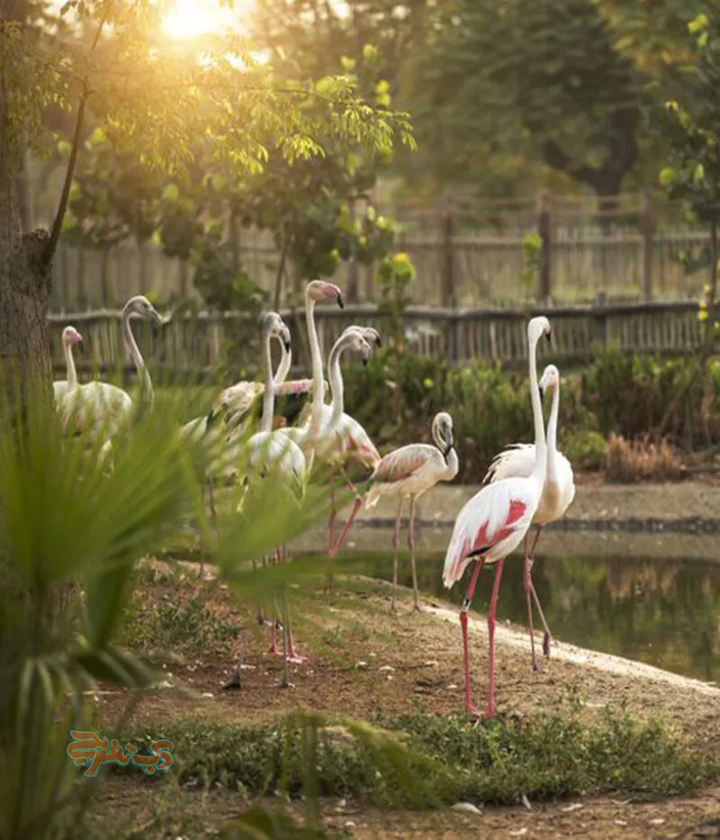 هزینه سافاری پارک دبی