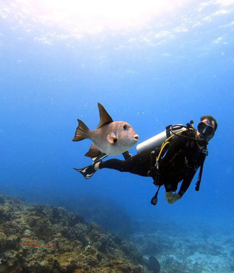 قوانین غواصی دبی