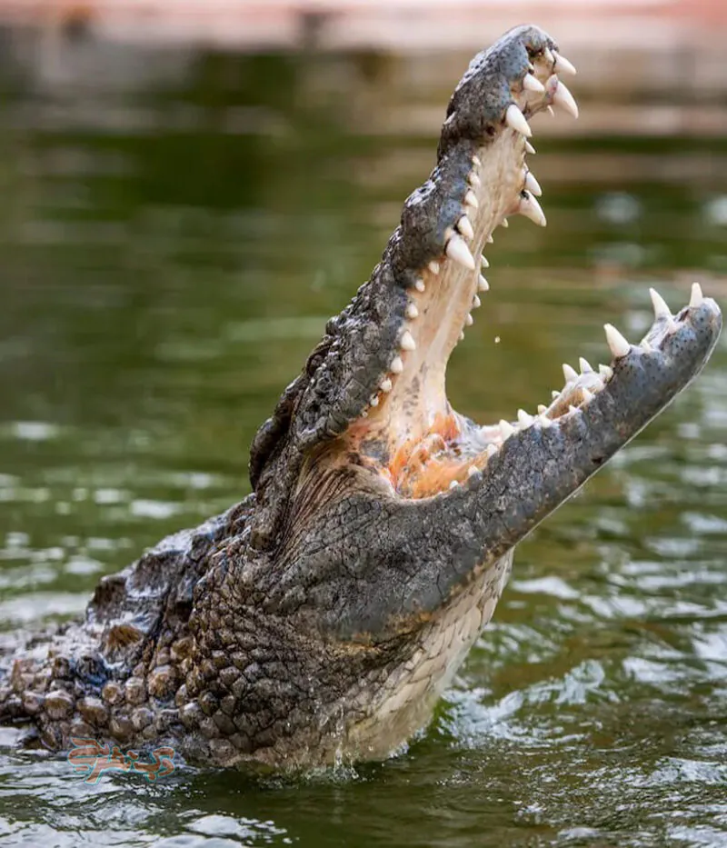 قوانین پارک کروکودیل دبی