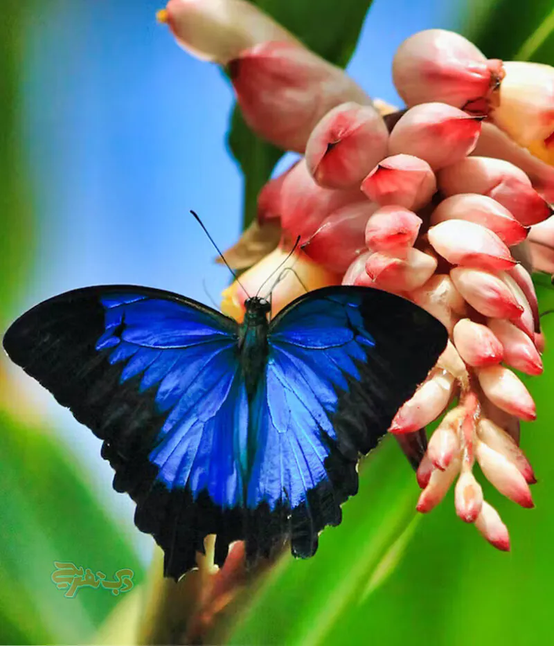 قوانین باغ پروانه دبی