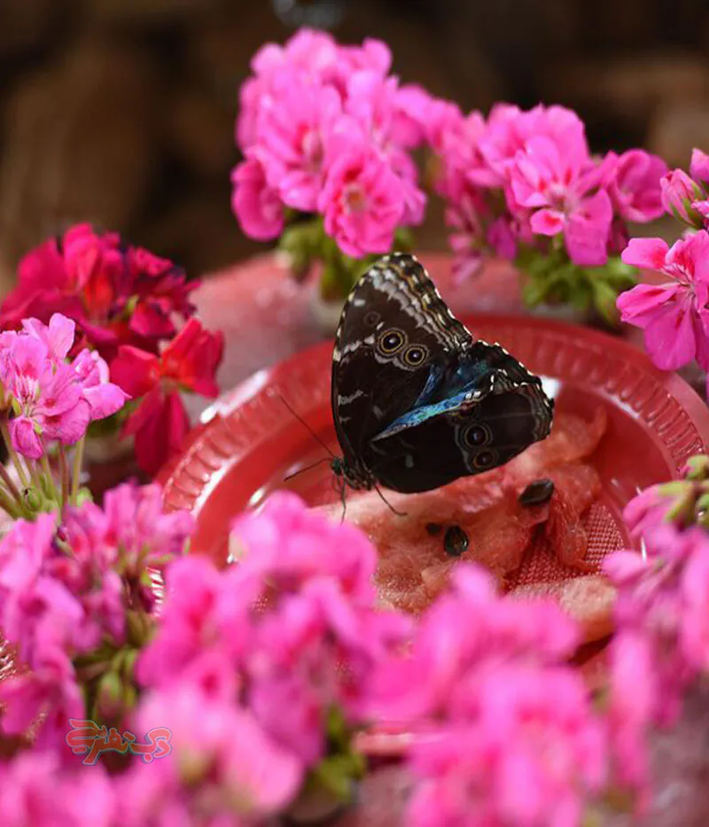 قیمت بلیط باغ پروانه دبی