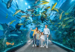 تصویر شاخص آکواریوم دبی