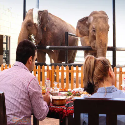 باغ وحش و اقامتگاه امارات ابوظبی