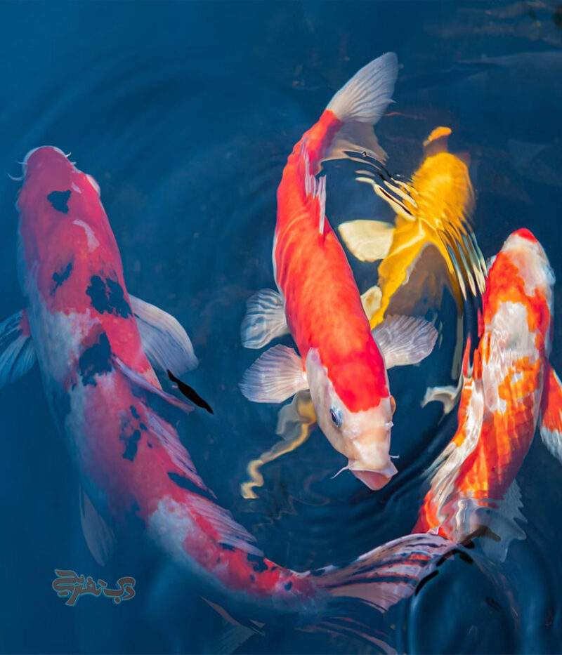 امکانات باغ پروانه ابوظبی