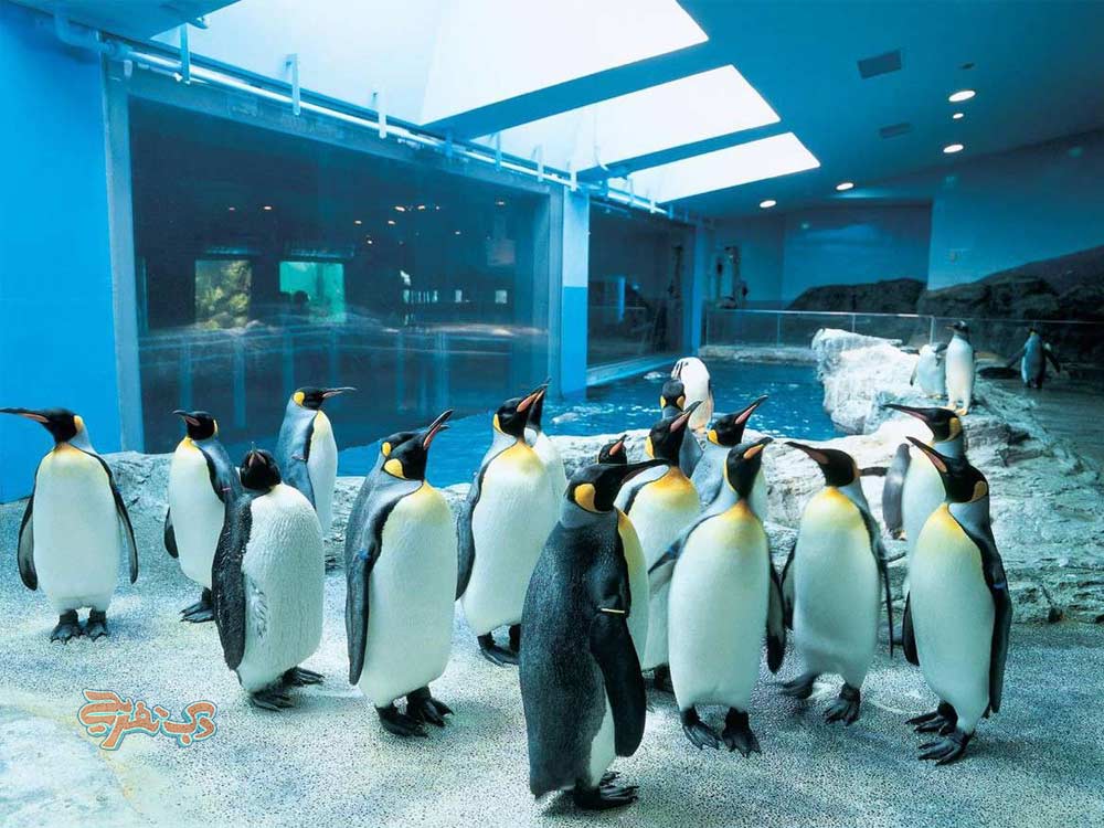 تجربه ملاقات با پنگوئن‌ها در دبی مال