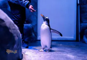 تجربه منحصربه‌فرد غار پنگوئن دبی مال همراه با نکات بازدید