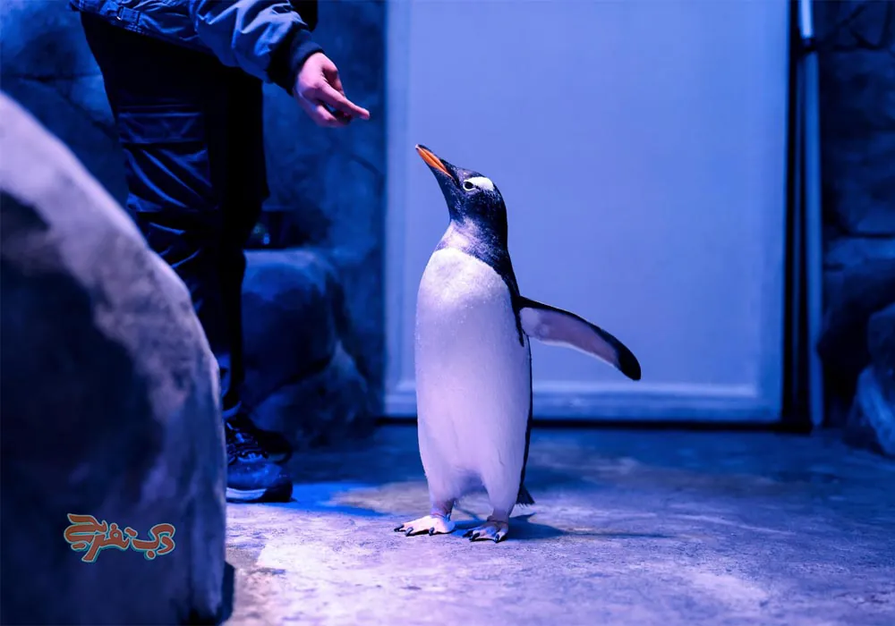تجربه منحصربه‌فرد غار پنگوئن دبی مال همراه با نکات بازدید