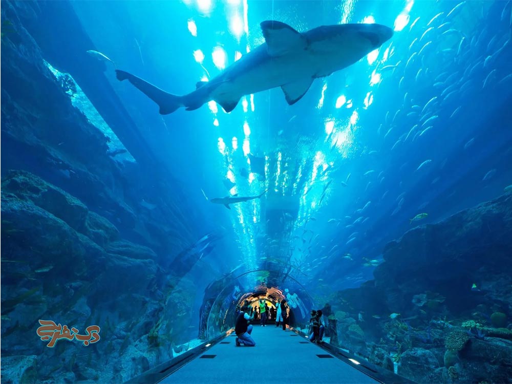 بهترین آکواریوم دبی