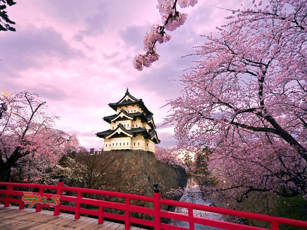 ژاپن: شکوفههای گیلاس و تجربه فرهنگ بهاری